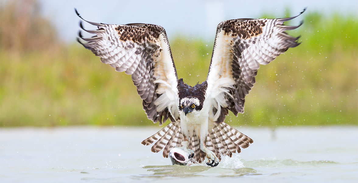 Photo: Robert Kimbrell/Audubon Photography Awards