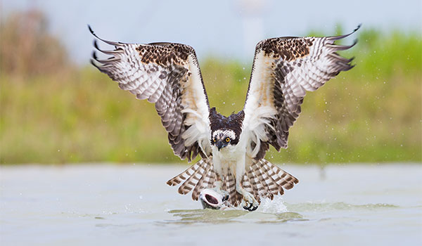 Osprey