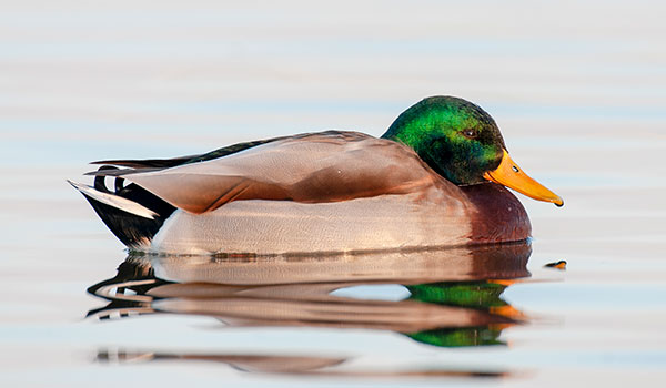 Mallard