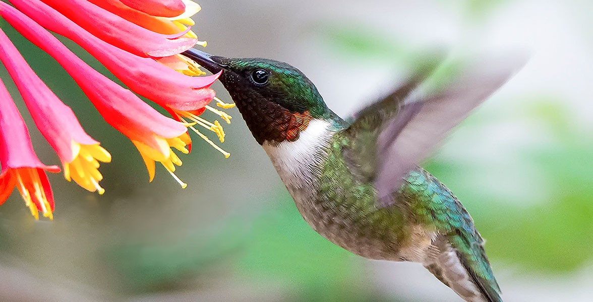 <p>Ruby-throated Hummingbird. Photo: David Shipper/Audubon Photography Awards</p>