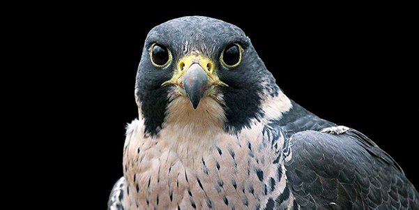 Peregrine Falcon