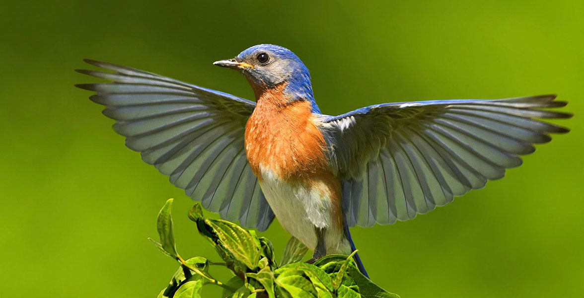 Eastern Bluebird. Photo: Jim Chagares/Audubon Photography Awards