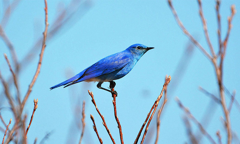 Mountain Bluebird