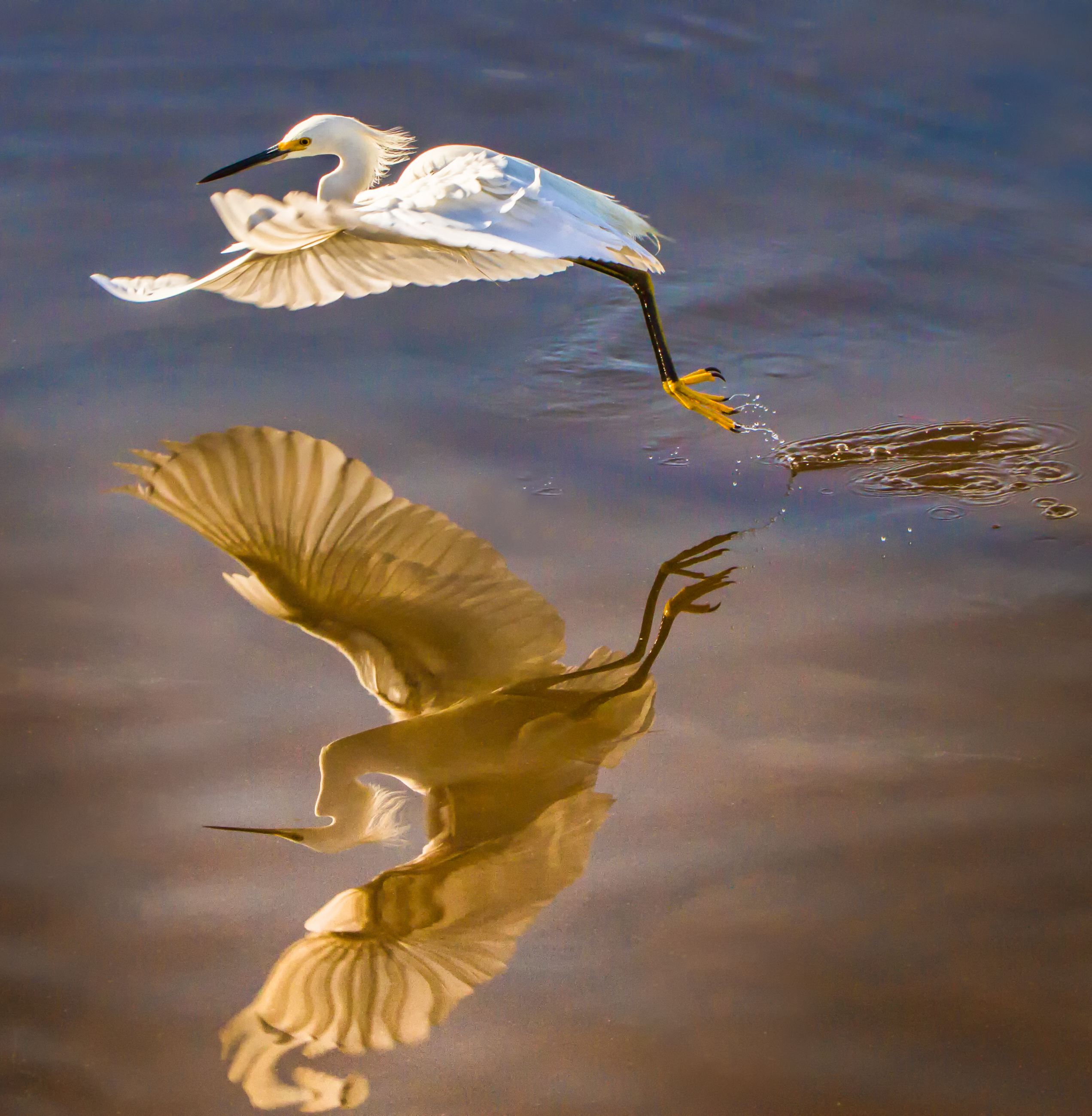 Snowy Egret Takes Flight