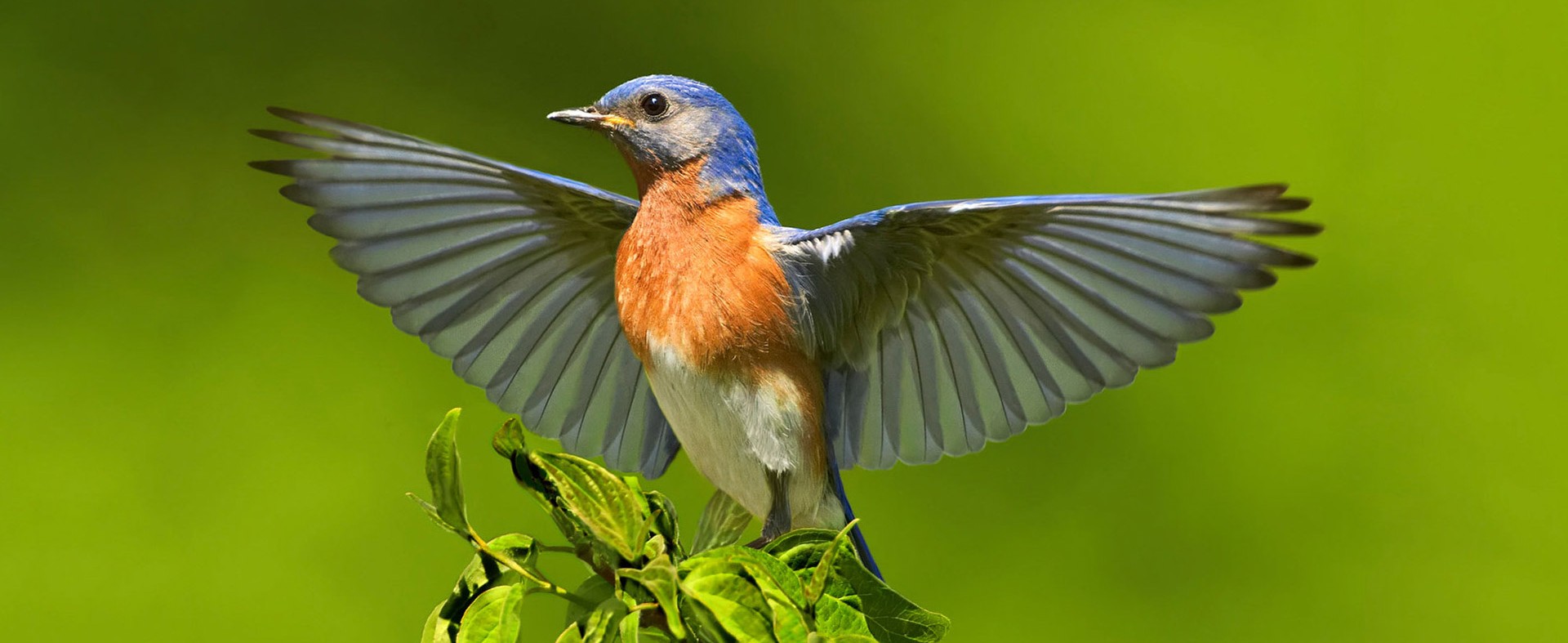 Photo: Jim Chagares/Audubon Photography Awards