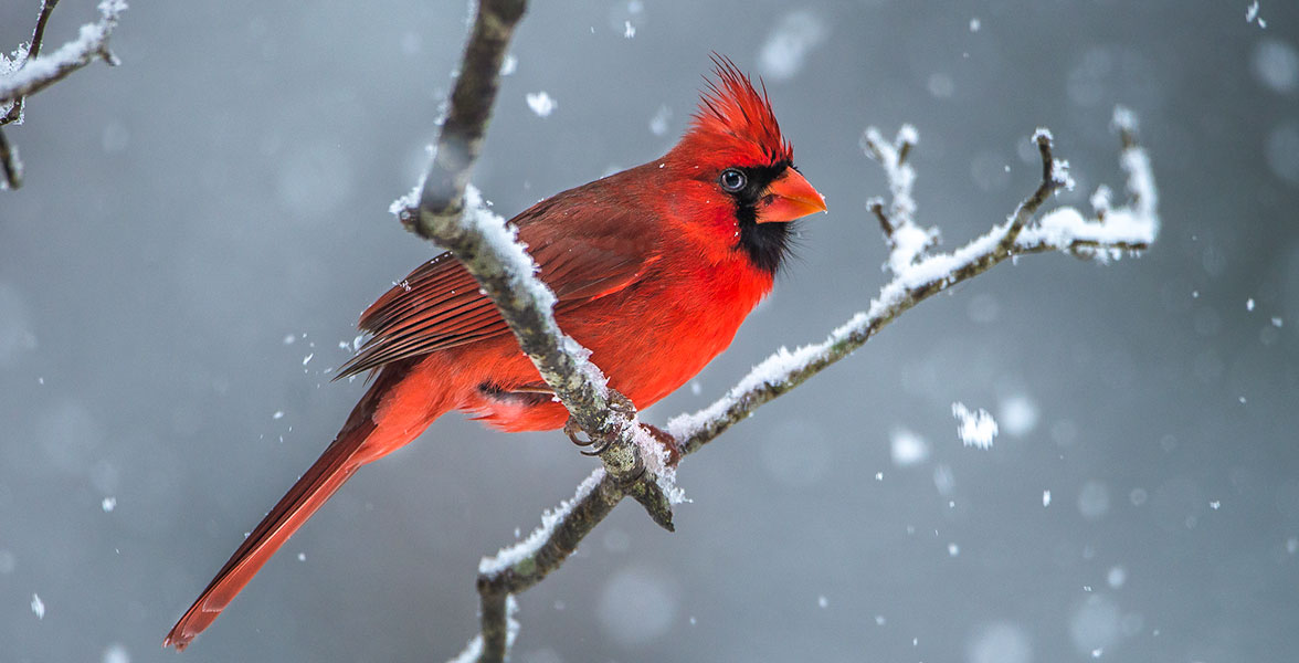 Photo: Chokchai Leangsuksun/Audubon Photography Awards