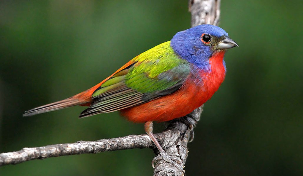 Painted Bunting