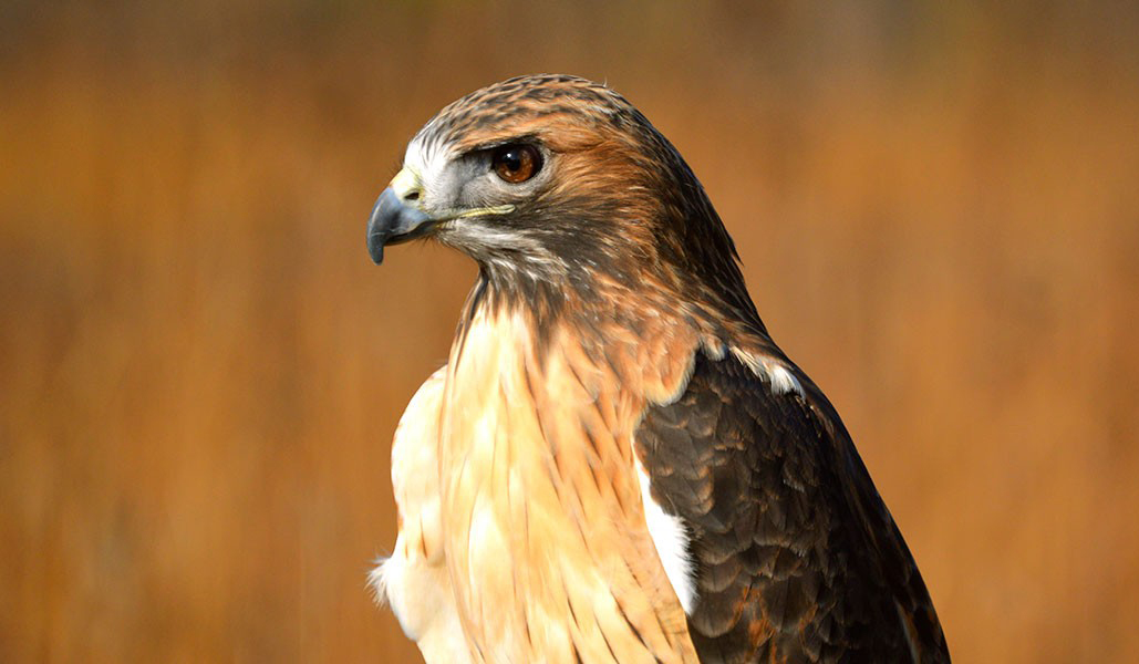 Red-tailed Hawk