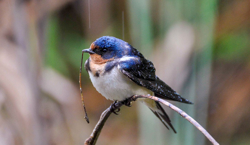 Barn Swallow