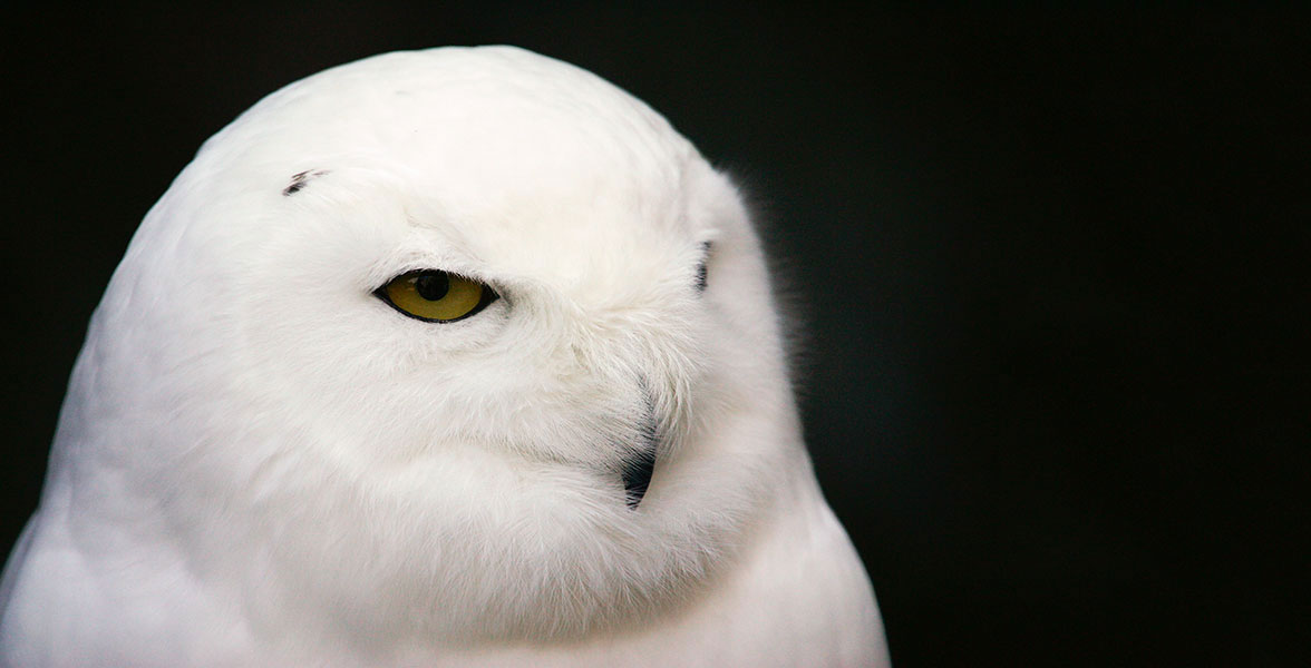 Snowy Owl