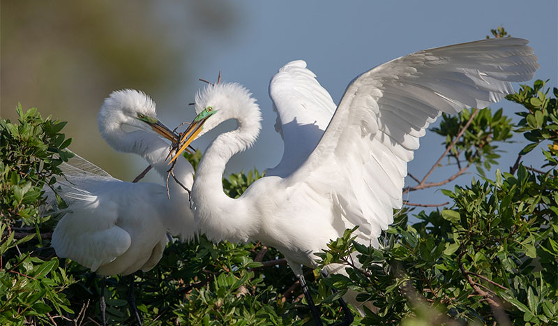 Great Egret