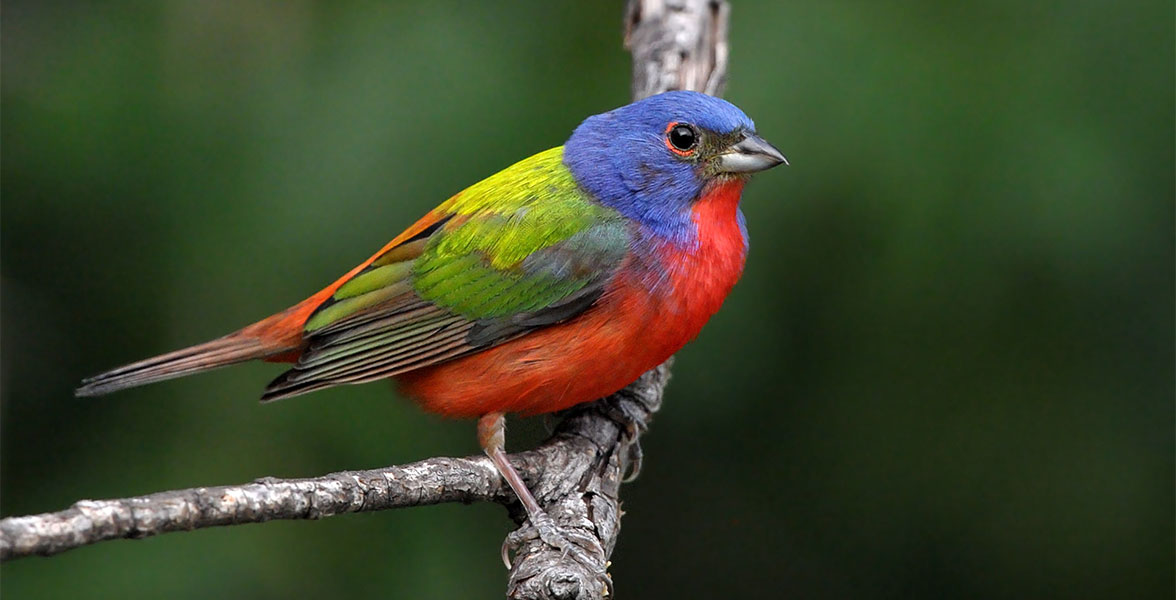 Painted Bunting