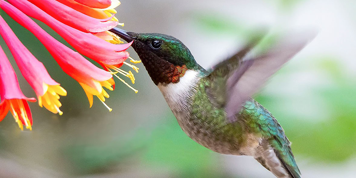 Ruby-throated Hummingbird