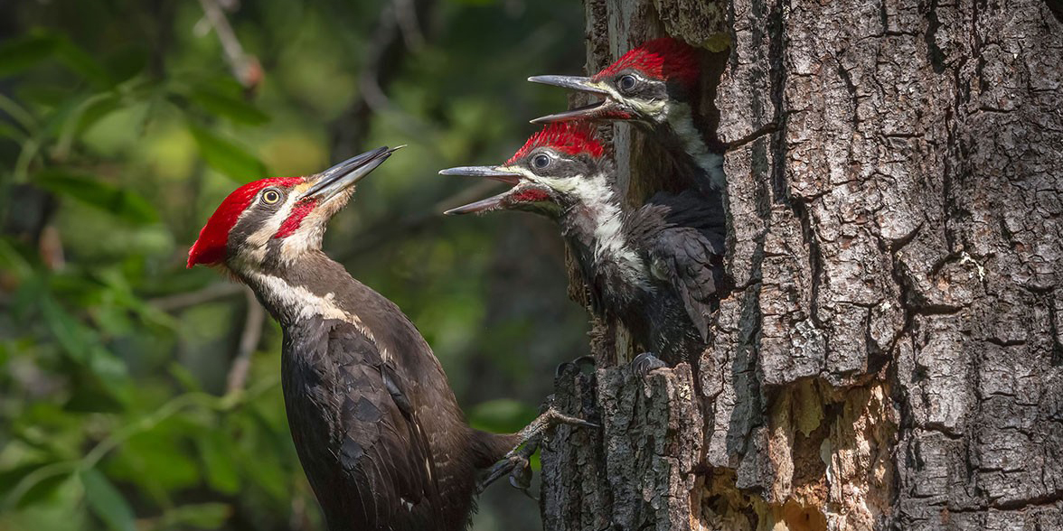 Pileated Woodpecker