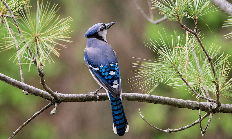 Blue Jay