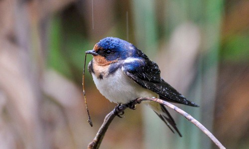 Barn Swallow