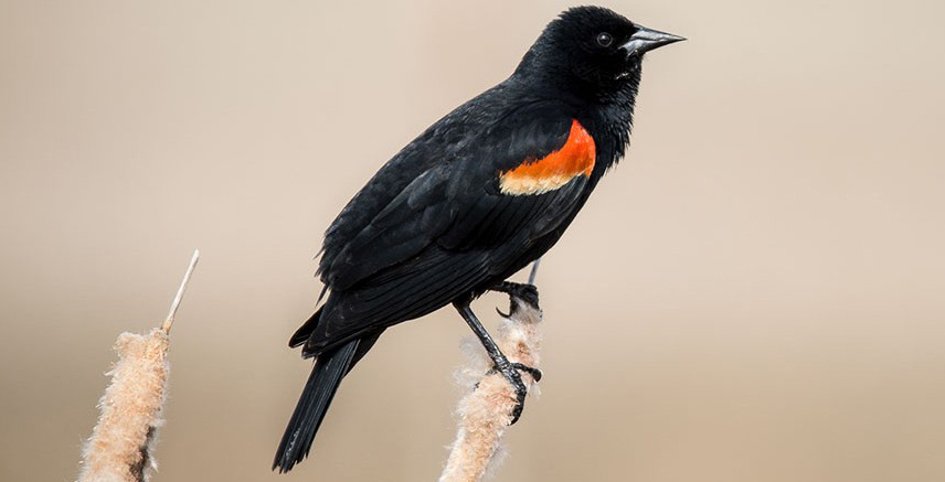 Red-winged Blackbird