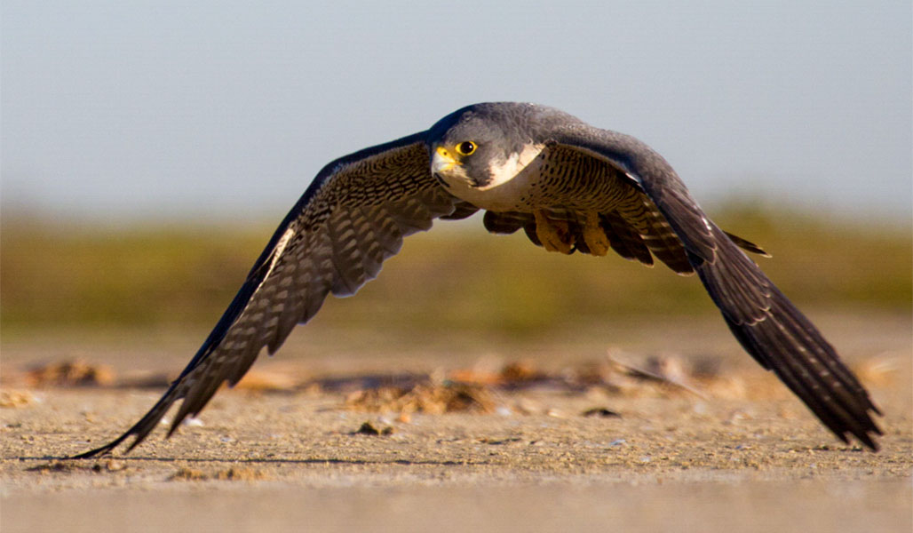 Peregrine Falcon