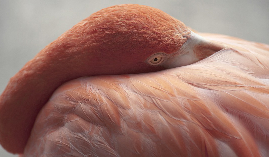 American Flamingo