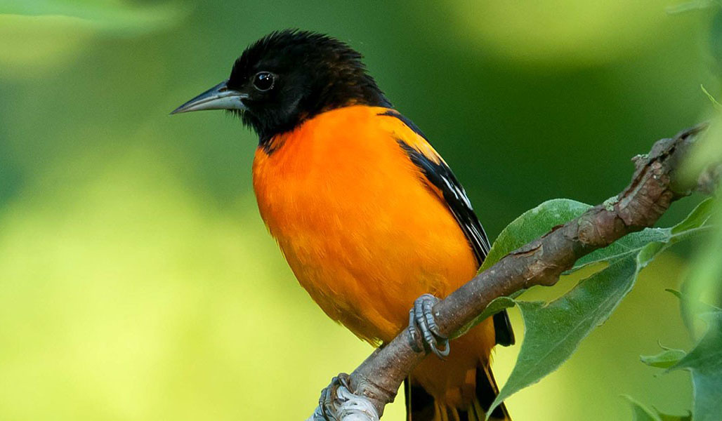 Baltimore Oriole