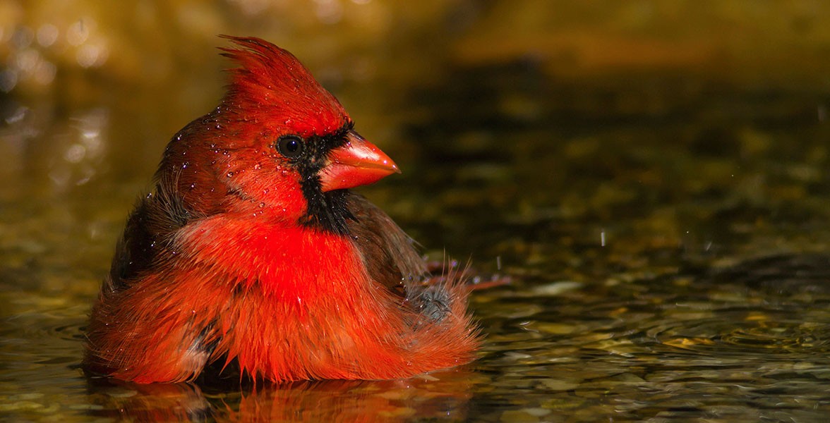 Northern Cardinal. Photo: Tara Tanaka/Audubon Photography Awards