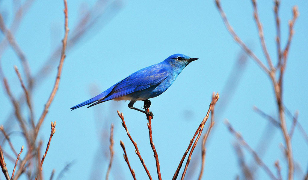 Mountain Bluebird