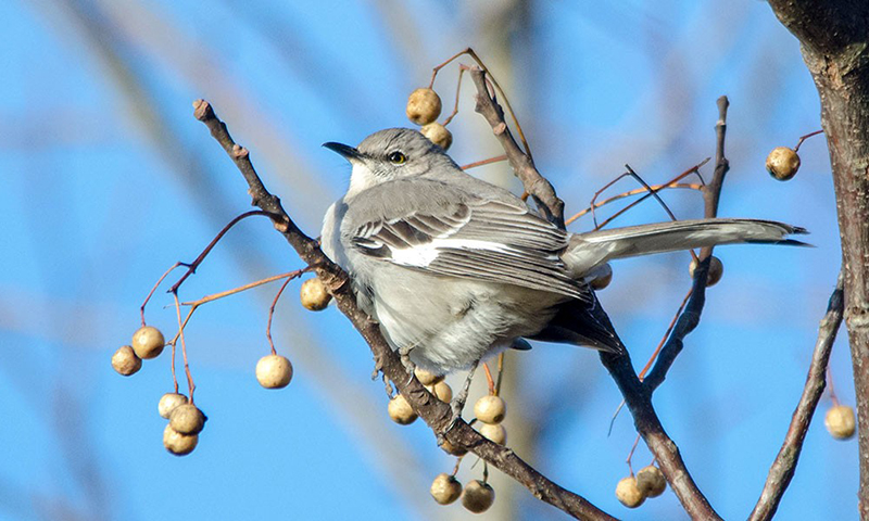 Northern Mockingbird