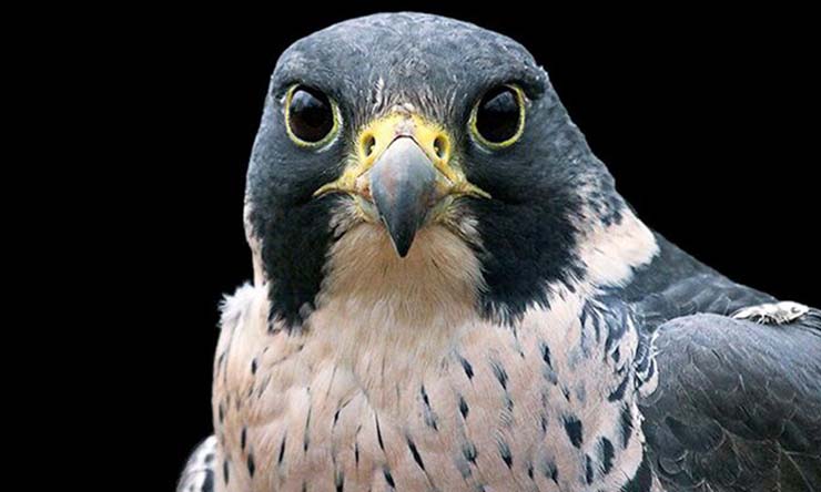 Peregrine Falcon