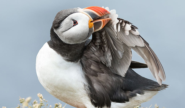 Atlantic Puffin