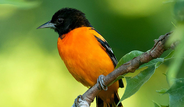 Baltimore Oriole