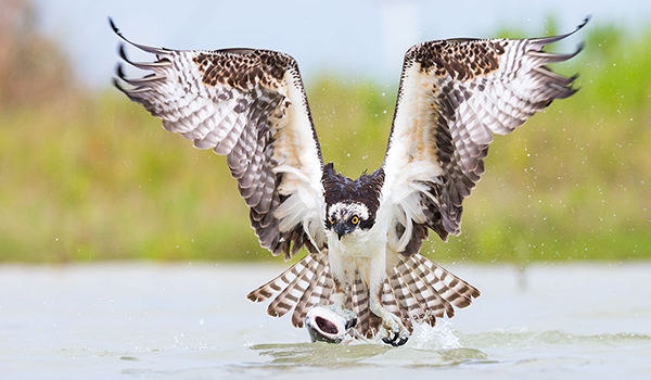 Osprey