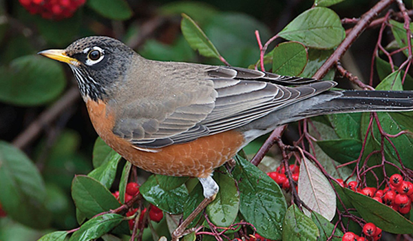 American Robin