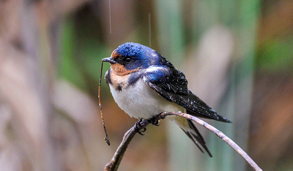 Barn Swallow