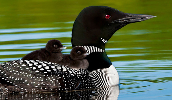 Common Loon