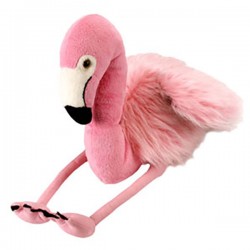 American Flamingo