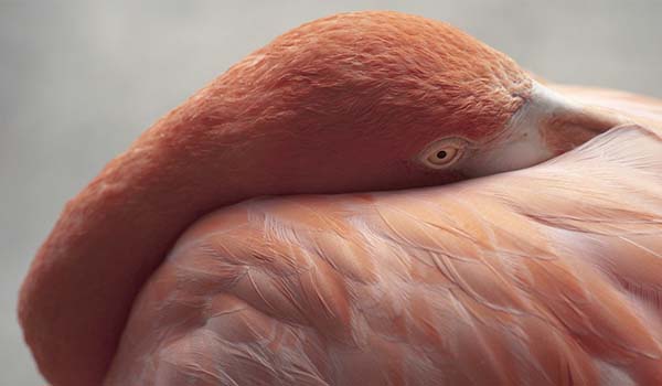 American Flamingo