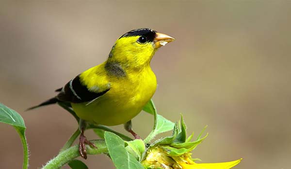 American Goldfinch