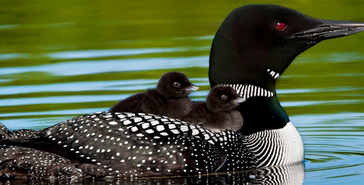 Common Loon