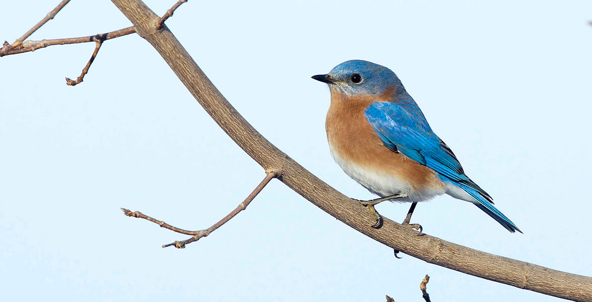 Eastern Bluebird.