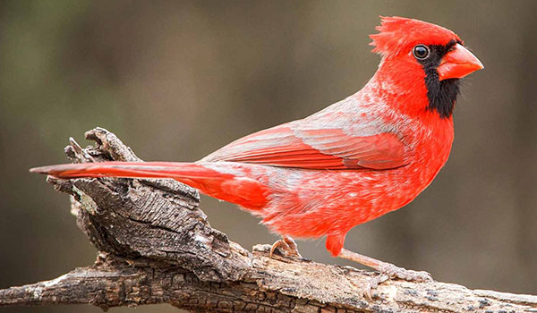 Northern Cardinal