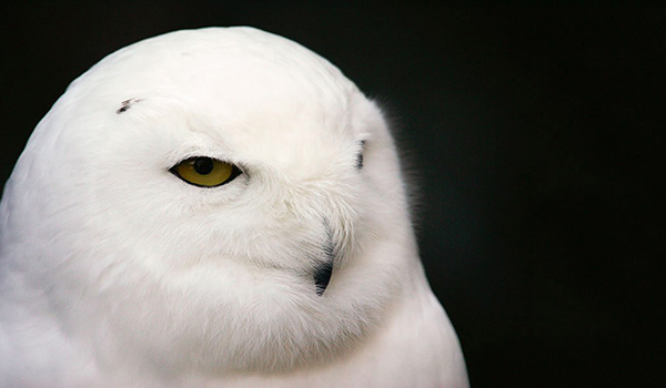 Snowy Owl