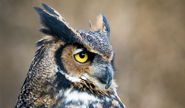 Great Horned Owl