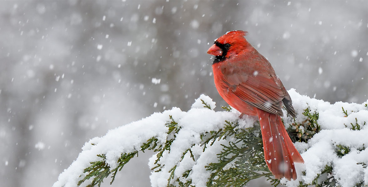 Northern Cardinal. Photo: Bill Dix/Audubon Photography Awards