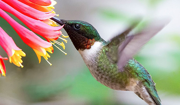 Ruby-throated Hummingbird