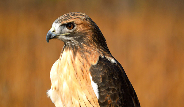 Red-tailed Hawk