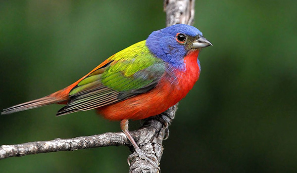 Painted Bunting