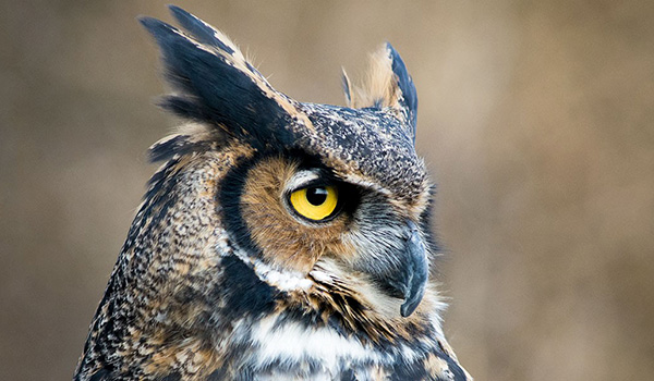 Great Horned Owl