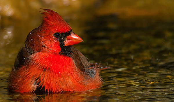 Northern Cardinal