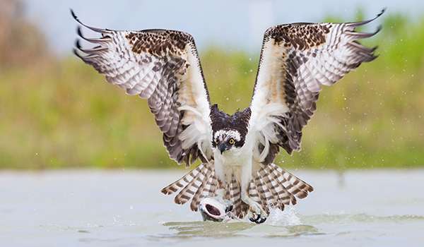 Osprey