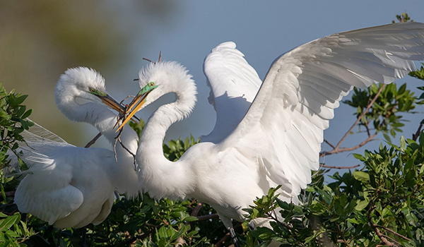 Great Egret